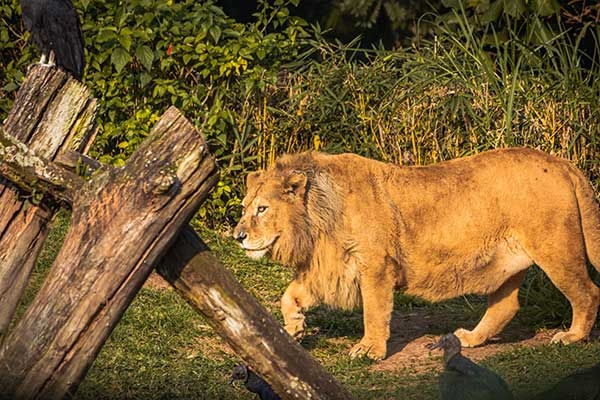 Imagem de leão em zoológico em São Paulo