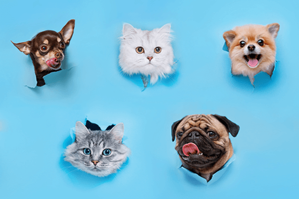 Imagem de três cachorrinhos e dois gatinhos com fundo azul. 