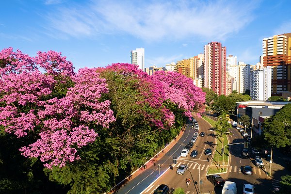 Maringá